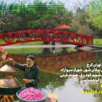 برگزاری جشنواره بهاره گل و گلاب در منطقه ۲۲
